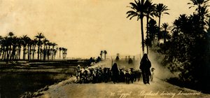 Egyiptom – Pásztor hazafelé tart, c1918-c1939. alkotó: Unbekannt