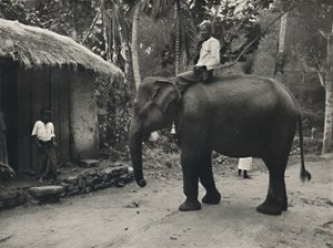 Elefánt egy ösvényen Kandy mellett, 1926 alkotó: Unbekannt