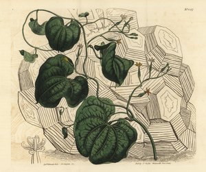 Elefántláb, Dioscorea elephantipes (nőstény köpeny bryony, Tamus elephantipes faemina) alkotó: Unbekannt