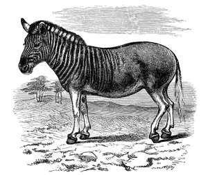 Quagga metszet, 1893 alkotó: Unbekannt