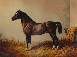 Egész Pony Hack Don Carlos, 1897. alkotó: Unbekannt