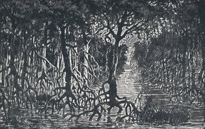 Egyenlítői afrikai erdő, 1924 alkotó: Unbekannt