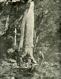 Eurobin-vízesés, Buffalo Mountains, 1901. alkotó: Unbekannt