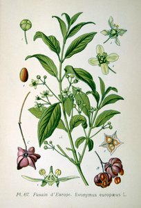 Európai orsófa, 1893 alkotó: Unbekannt