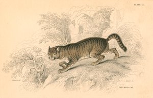 Európai vadmacska Felis silvestris, 1828 alkotó: Unbekannt