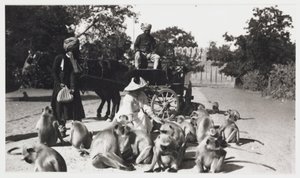 Európai nő egy csapat majmot etet, India, 1910 körül alkotó: Unbekannt