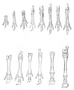 A ló evolúciója, 1920 alkotó: Unbekannt