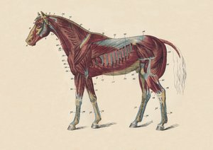 A lótest külső izmai és inai, c1879. alkotó: Unbekannt