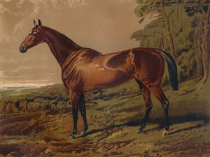 Fair Nell, 1879. alkotó: Unbekannt