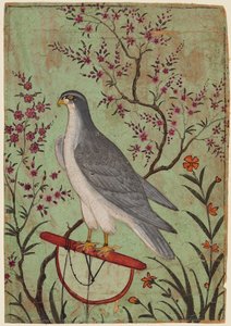 Falcon on a Perch, c. 1610. alkotó: Unbekannt