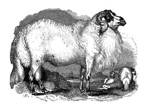Szíria kövérfarkú báránya, 1848 alkotó: Unbekannt