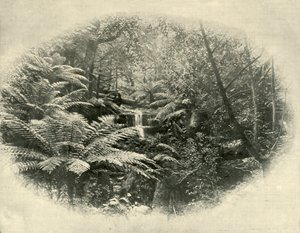 Fern Tree Gully, Tasmania, 1901. alkotó: Unbekannt