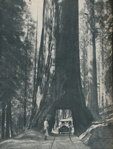 A valaha élt legnagyobb szervezet finom példánya, 1935 alkotó: Unbekannt