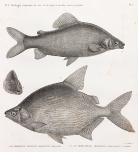 Hal: Characin Nefasch és Serrasalme Citharine alkotó: Unbekannt