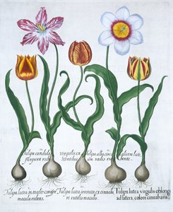 Öt tulipán, 1613 alkotó: Unbekannt