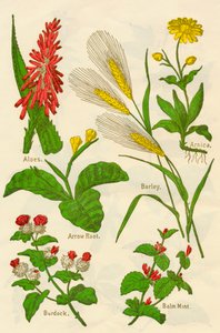 Virágok: aloe, árnika, nyílgyökér, árpa, balzsammenta, bojtorján, 1940. alkotó: Unbekannt