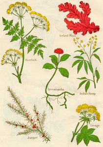 Virágok: Bürök, Izlandi Moha, Ipecacuanha, Indiai Kender, Boróka, Lovage, 1940