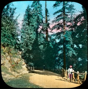Forest, Murree, India, 19. század vége vagy 20. század eleje alkotó: Unbekannt