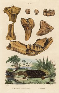 Egy kihalt amerikai mastodon, a Mammut americanum 1 és a mata mata, a Chelus fimbriata 2 fosszilis csontjai alkotó: Unbekannt