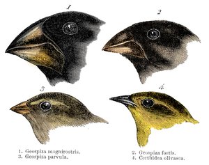 Négy vagy a Darwin által a Galápagos-szigeteken megfigyelt pintyfaj alkotó: Unbekannt