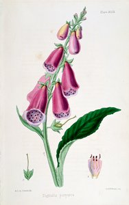 Gyűszűvirág Digitalis purpurea, 19. század. alkotó: Unbekannt