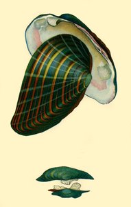 Édesvízi kagyló, 1801, 1946. alkotó: Unbekannt