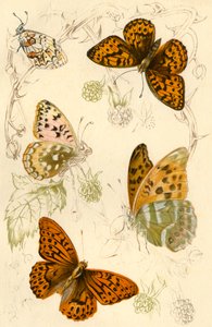 Fritillaris lepkék, 19. század. alkotó: Unbekannt