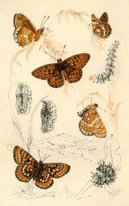 Fritillaris lepkék, 19. század. alkotó: Unbekannt