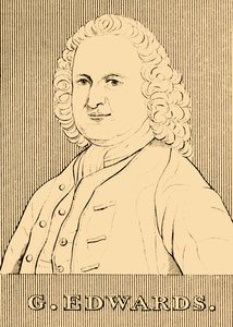 G. Edwards, 1694-1773, 1830. alkotó: Unbekannt