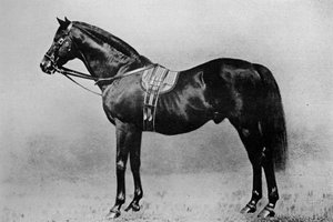 Galopin, 1872-1899, 1911 alkotó: Unbekannt