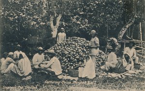Gathering Cocoa, Trinidad, B.W.I., XX. század eleje. alkotó: Unbekannt