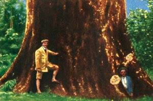 Óriásfa Brazíliában, 1928. alkotó: Unbekannt