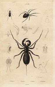 Óriás ostorskorpió, Mastigoproctus giganteus, bogár, Theratus fajok és pókhálópók, Theridion fajok alkotó: Unbekannt
