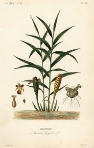 Gyömbér vagy gyömbérgyökér, Zingiber officinale, Amomum zingiber, Gingembre alkotó: Unbekannt
