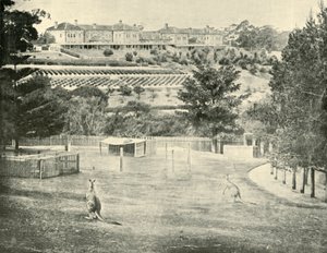 Gladesville Asylum for the Insane, Új-Dél-Wales, 1901. alkotó: Unbekannt
