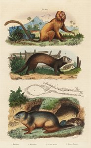 Aranyoroszlán tamarin, Leontopithecus rosalia, veszélyeztetett 1, havasi mormota, Marmota marmota 2 és den, és görény vagy karómacska, Mustela putorius 3 alkotó: Unbekannt