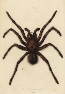 Góliát madárvadász pók, Theraphosa blondi alkotó: Unbekannt