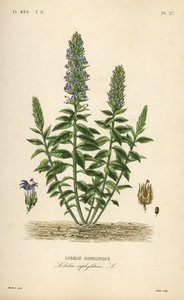 Nagy kék lobelia, Lobelia siphilitica, Lobelia siphilitica, Lobelia syphilitique alkotó: Unbekannt
