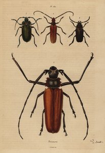 Hosszúszarvú nagy bogár, Enoplocerus armillatus 1, Aegosoma scabricorne 2, Pyrodes nitidus 3 és Prionus desmaretii 4 alkotó: Unbekannt