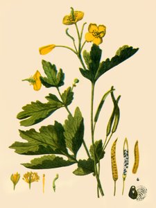 „Nagy celandine”, 1839, 1944. alkotó: Unbekannt