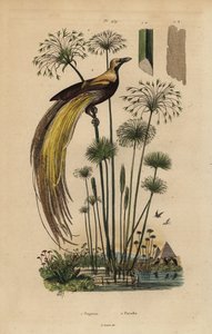Nagy paradicsommadár, Paradisaea apoda és papiruszfű, Cyperus papyrus alkotó: Unbekannt