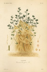 Nagyobbi vagy európai dög, Cuscuta europaea, cuscute alkotó: Unbekannt