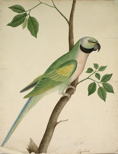Zöld papagáj, c. 1820. alkotó: Unbekannt