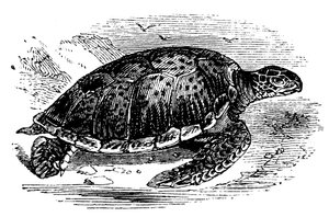 Chelone mydas zöld teknős, 1890 alkotó: Unbekannt