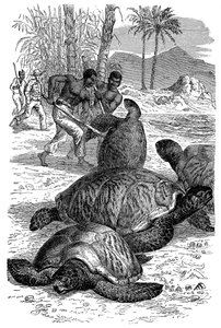 Vadászok elkapják a zöld teknőst, 1884 alkotó: Unbekannt