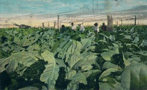 Dohánytermesztés, Kuba, 1909 alkotó: Unbekannt