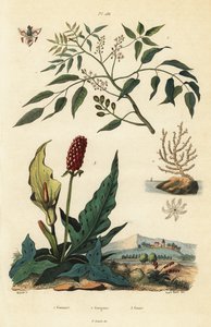 Gumbo-limbo, Bursera simaruba 1, széles tengeri legyezőkorall vagy szemölcsös gorgonian, Eunicella verrucosa 2 és kakukkfű, Arum maculatum 3, Gomart, Gorgone, Gouet alkotó: Unbekannt