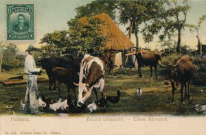 Havanna. Vidéki jelenet - Kubai Barnyard, 1910 alkotó: Unbekannt
