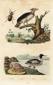 Hárpia sas, Harpia harpyja 3, brazil rétisas, Mergus octosetaceus, kritikusan veszélyeztetett 4, Harpalus bogár 1, és hárfa csiga, Harpa major 2. Harpa, hárfa, hárpia, harle alkotó: Unbekannt