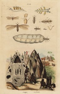Harvester termeszek és halmok, Microhodotermes fajok és tengeri csiga, Tergipes tergipes alkotó: Unbekannt